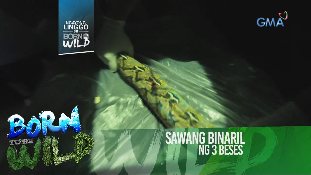 Born to be Wild: Sawang binaril ng tatlong beses, gagamutin
