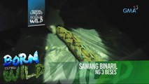 Born to be Wild: Sawang binaril ng tatlong beses, gagamutin