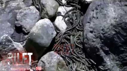 Heboh ! Pulau Ini Berisi Jutaan Ular - Silet 13 Oktober 2017