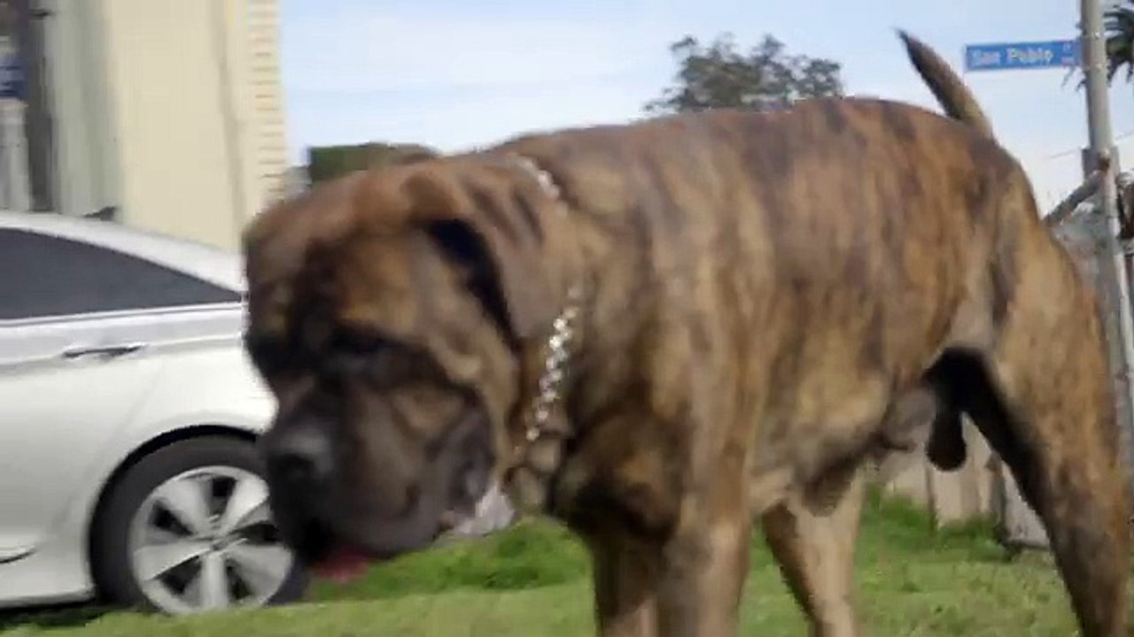 ALL ABOUT LIVING WITH ENGLISH MASTIFFS