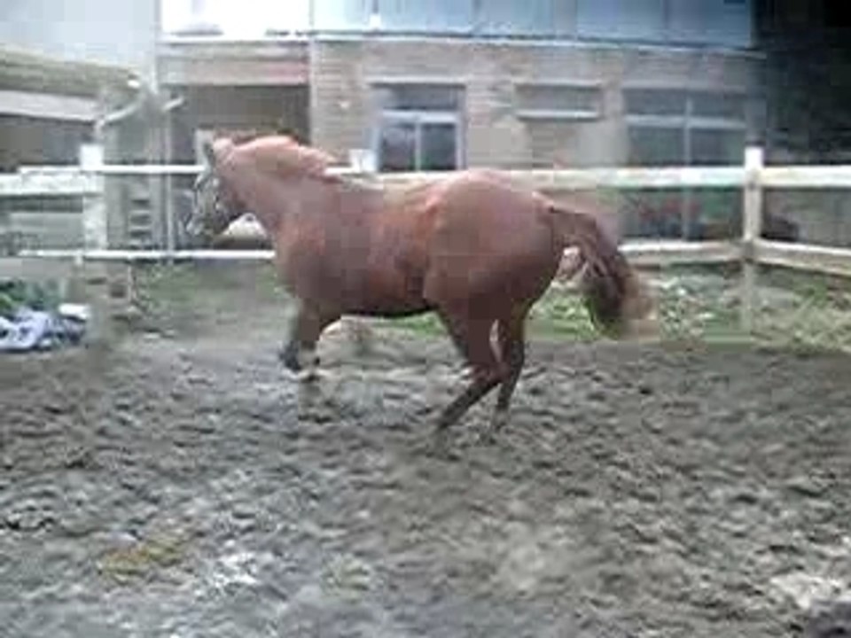 Mansur 053