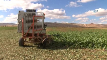 Sivas'ta Şeker Pancarı Hasadı Başladı