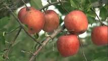 リンゴの収穫　by松下祥一