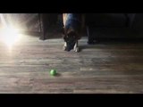 German Shepherd Learns to Play Fetch By Himself