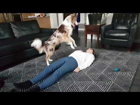 Clever Border Collie Performs CPR on Grateful Humans