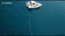 Great white shark tries to attack boat in Australia