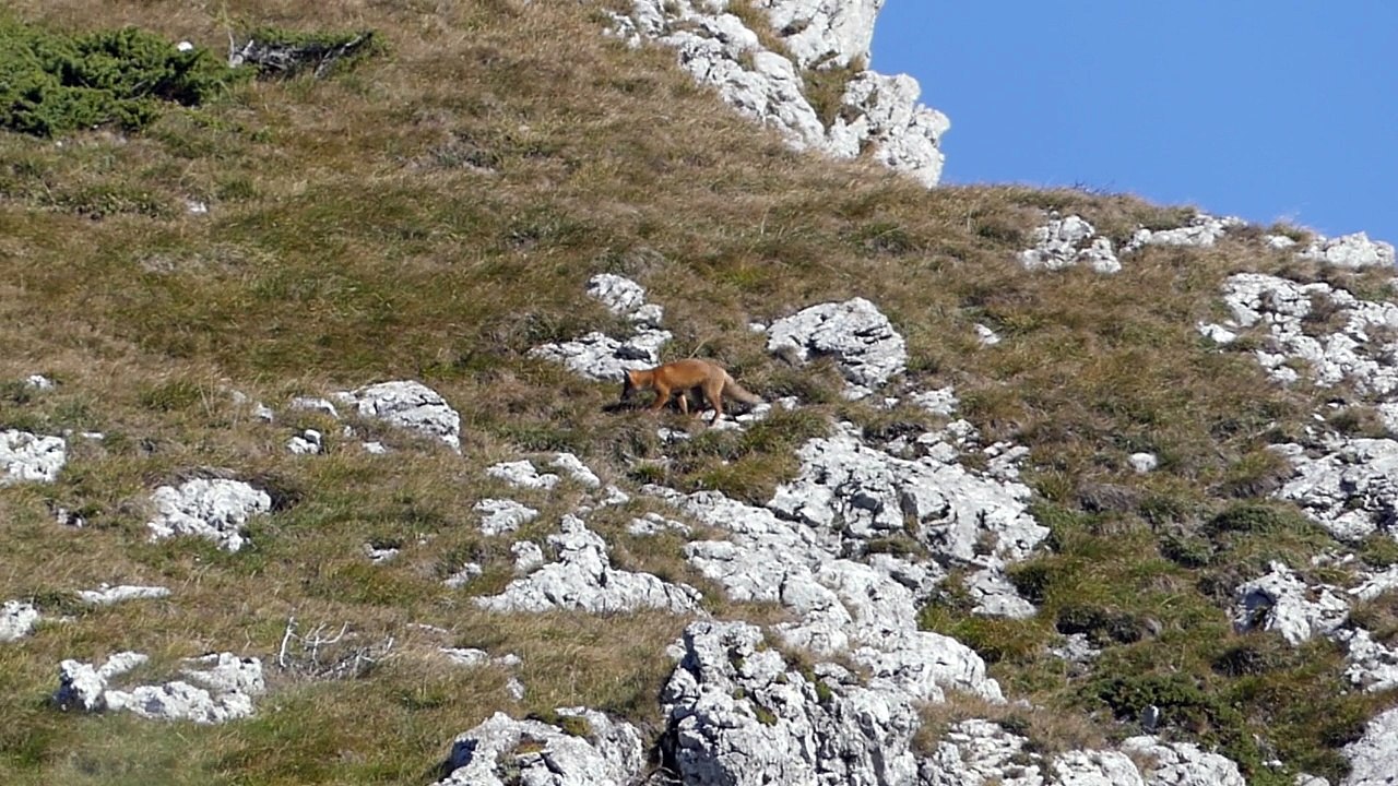 Un moment avec Mister Renard
