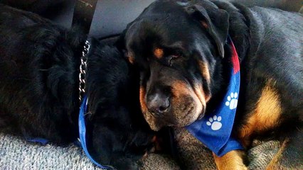 La réaction de ce chien face au décès de son jumeau à fait pleurer