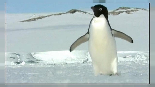 Les manchots Adélie, menacés dans l'Antarctique