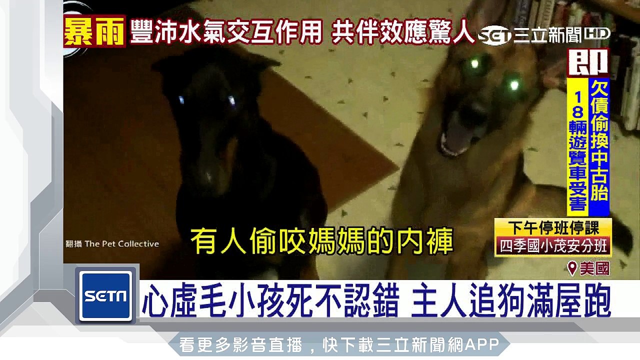 心虛毛小孩死不認錯　主人追狗滿屋跑｜三立新聞台