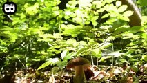 Romania - Carpathian Garden - La cules ciuperci ( Boletus Edulis ) Pitoance , Manatarca , Hribi