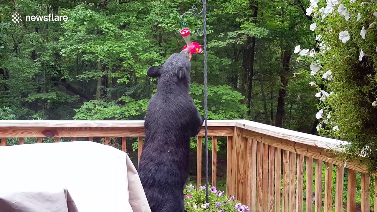 Black bear drinks from hummingbird feeder
