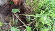 Bé Huyền xem bắt cua bắt ốc children see crabs snails by Giai tri cho Be yeu