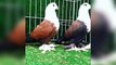 Best breeding fancy pigeons loft cages & breeding pigeons feeding ( birds videos)