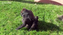 Baby gorilla desperate for a piggy back from its mother
