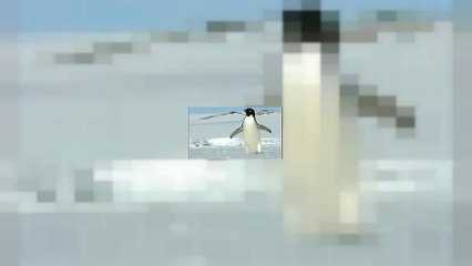 Mass starvation decimates Penguin colony's chicks