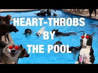 Cool Dogs Hanging Out By the Pool