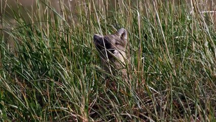 Quand d'adorables petits renardeaux détruisent la caméra cachée qui les observait