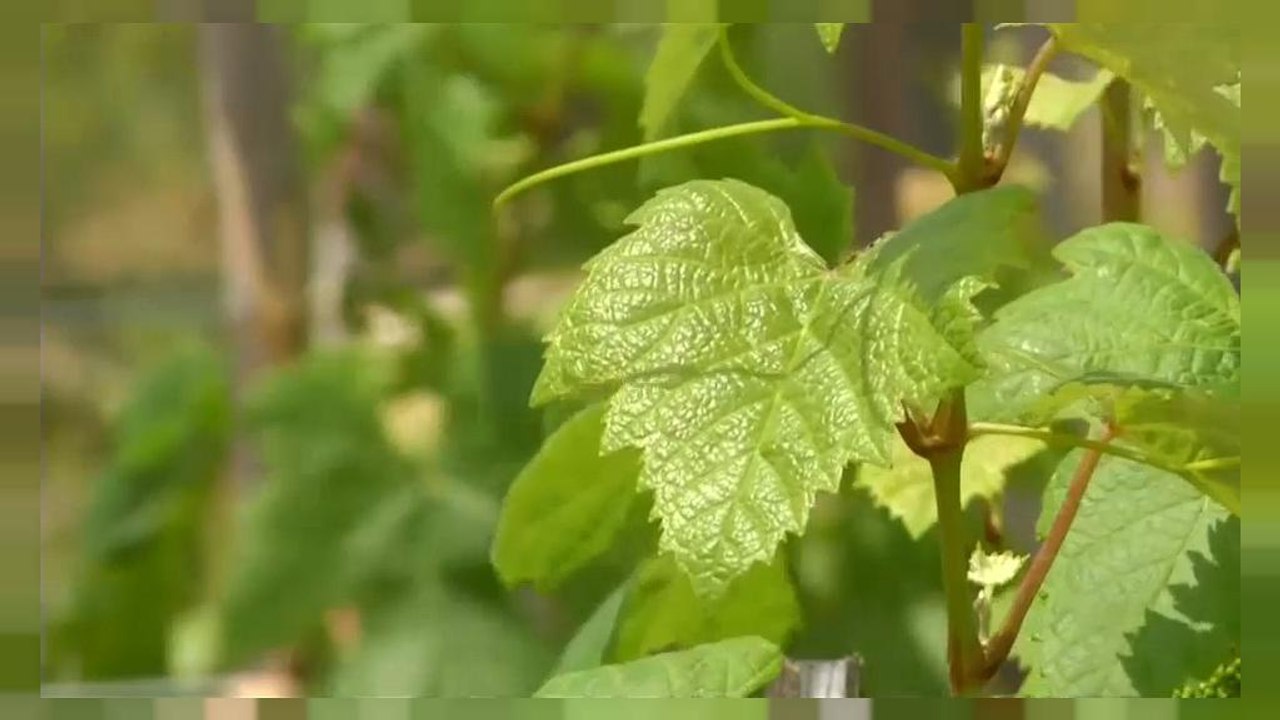 Bolivien: Luftiger Brandy findet weltweit Liebhaber