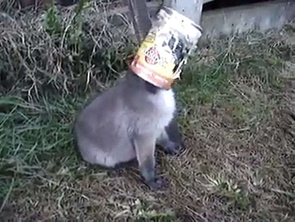 Watch what happens when a man frees a fox cub from a tin can