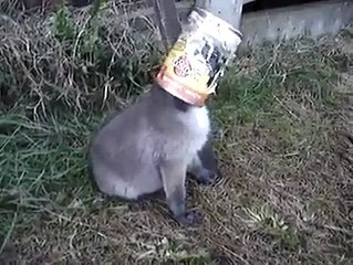 Watch what happens when a man frees a fox cub from a tin can