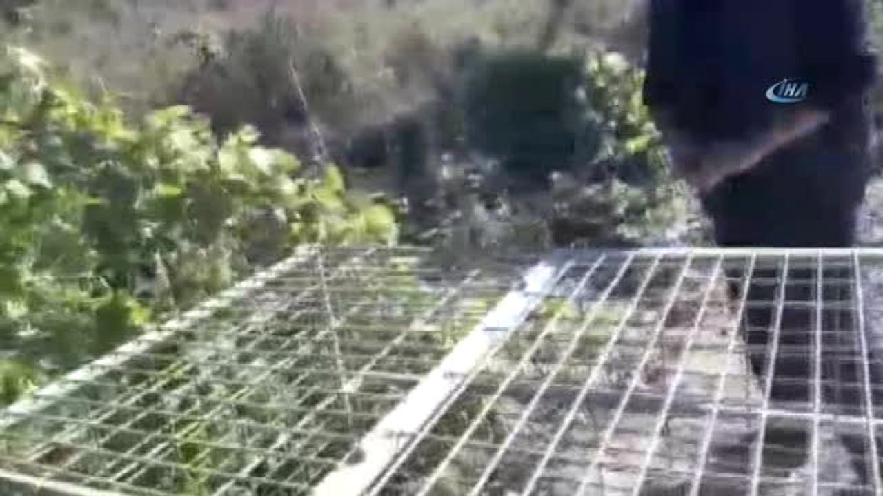 Yaralı Tilki Tedavi Altına Alındı