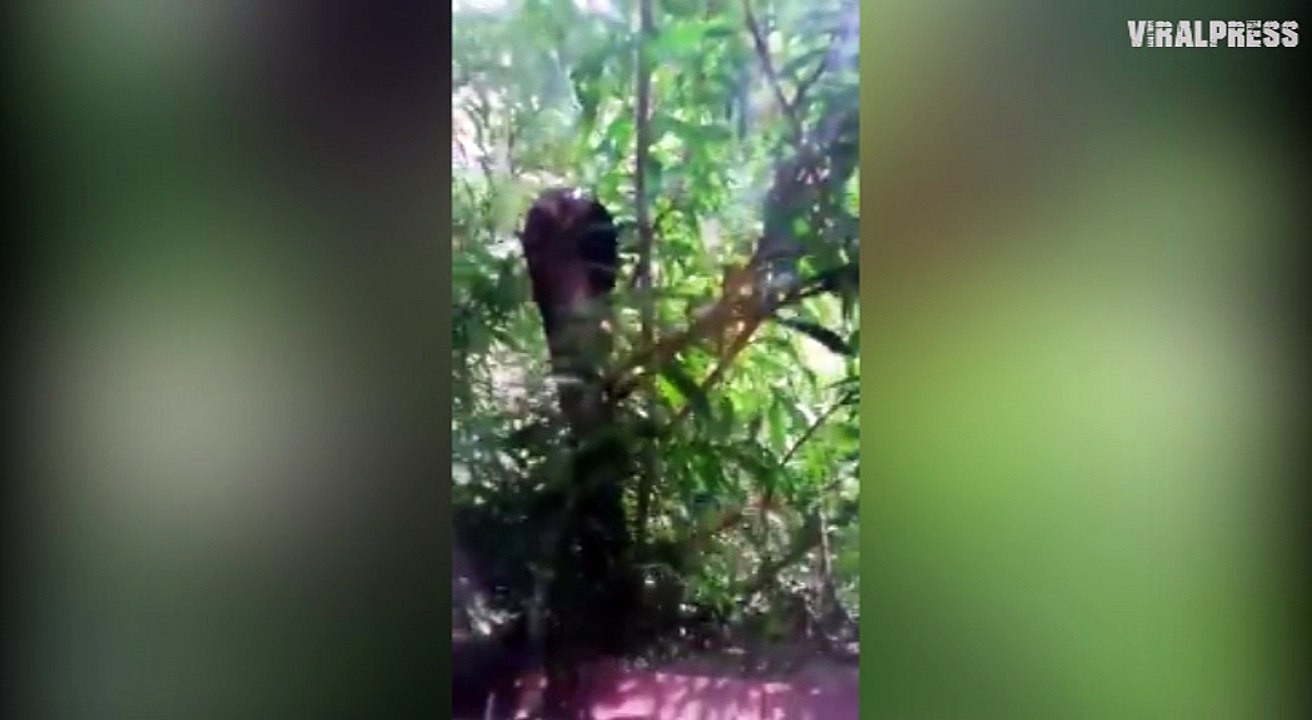 Cobra head-butting window to try to get inside