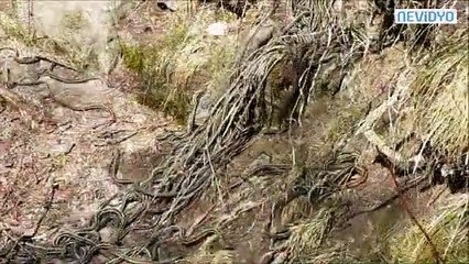Des milliers de serpents au même endroit...