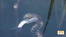 Ce serpent agile attrape et dévore un poisson