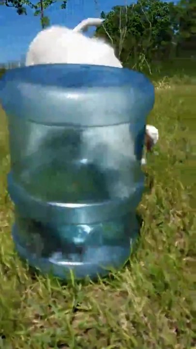 Comment capturer une taupe qui ravage son jardin! #astuce