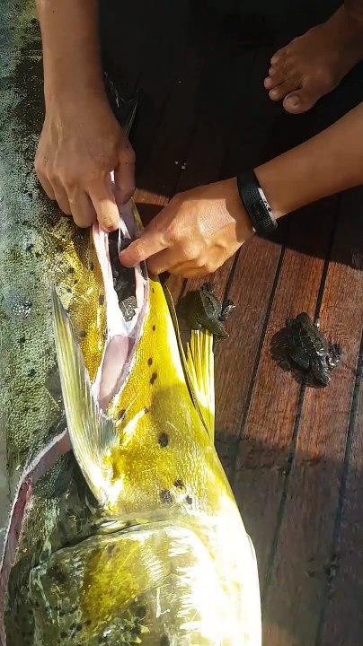 Regardez ce que découvre un pêcheur dans le ventre de ce poisson... 32 bébés tortues!
