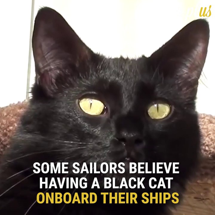 Black Cats Are Actually Good Luck