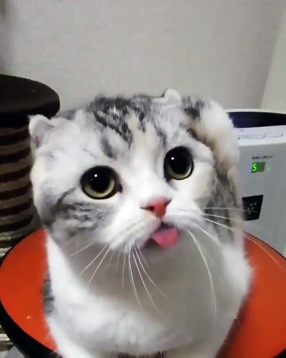 Video Kucing Lucu #023 | Vera Kitty 2017