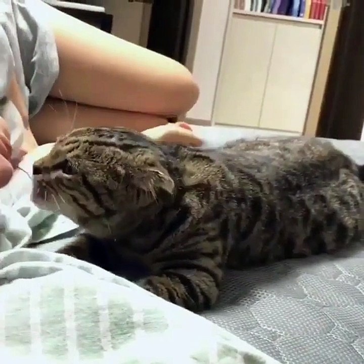 Video Kucing Lucu #024 | Vera Kitty 2017