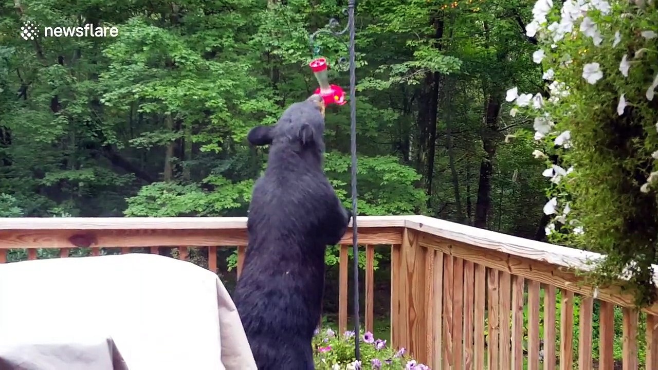 Black bear drinks from hummingbird feeder