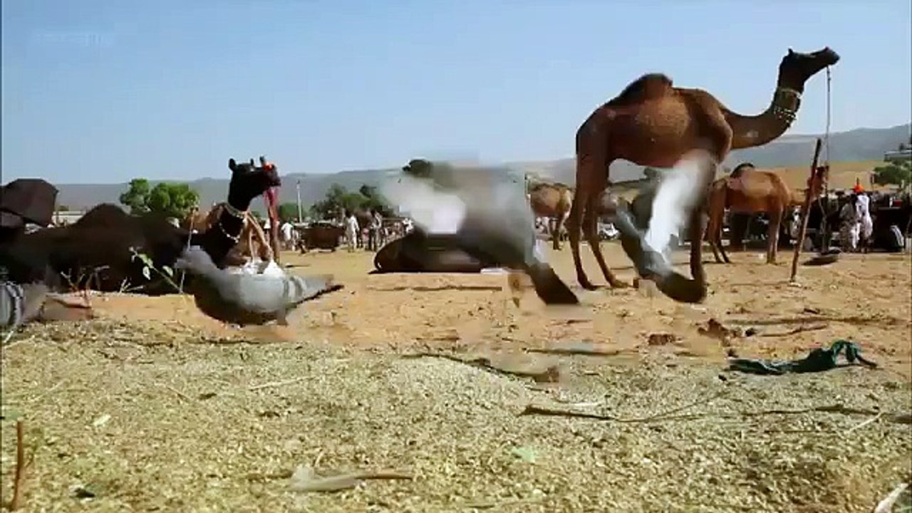 أنظر الى كيف يصيد القط