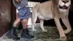 Kevin Richardson, a very special Lioness, & her Cubs by NativeAmericanCherokee - Dailymotion