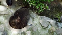 Un raton laveur qui ne veut que dormir tranquillement !