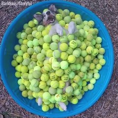Drunk Dog on Tennis Balls
