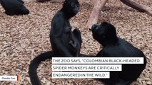 Chester Zoo Celebrates The Birth Of Tiny Spider Monkey