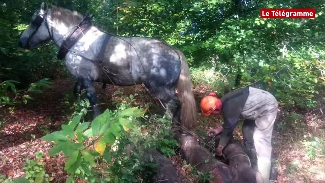 Réserve naturelle. Débardage au cheval à Ploubezre