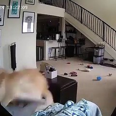 Vous vous êtes déjà demandés ce que fait un chien quand il est seul? Voici, une petite idée