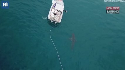 Australie : Un énorme requin blanc attaque un bateau (Vidéo)