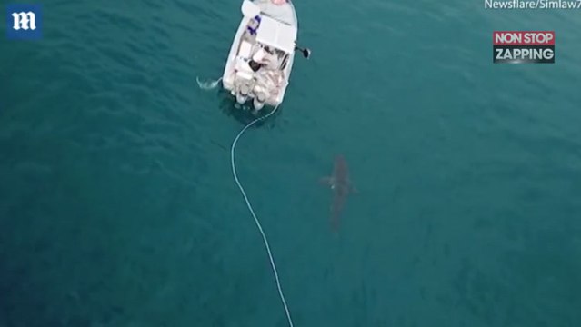 Australie : Un énorme requin blanc attaque un bateau (Vidéo)