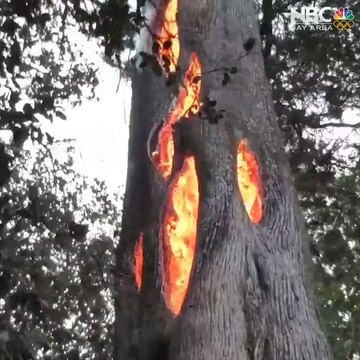 Sonoma Wildfire Burns in Hollowed Out Tree