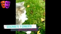 Videos de Gatos contra Ratones 2017