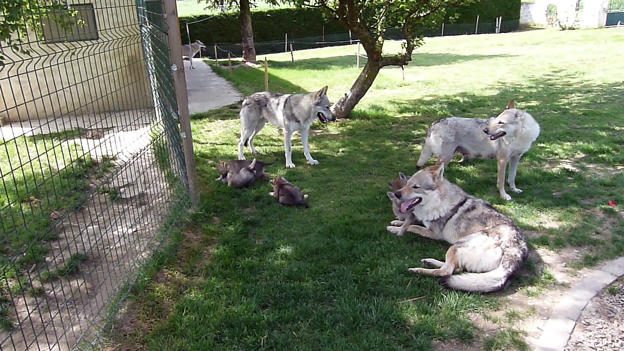 chien loup tchécoslovaque