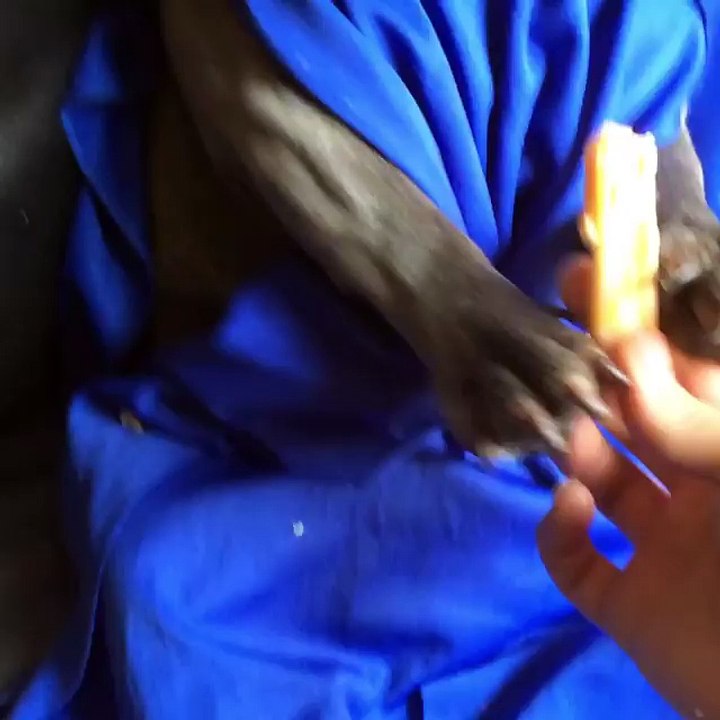 Snack Time for Bluenjy