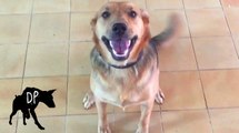 German Shepherd Pitbull Mix | Baja Dog Vlog