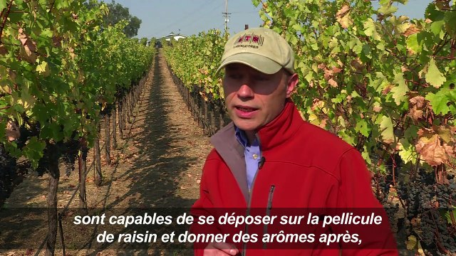 A Napa et Sonoma, des vignes intactes au milieu du chaos